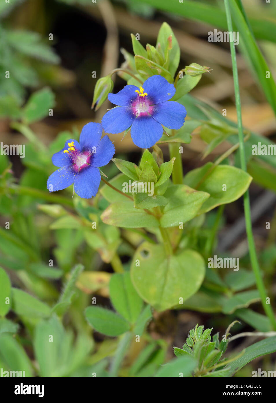 Anagallis Arvensis Mouron Bleu Foemina Petite Fleur Bleue Photo Stock Alamy