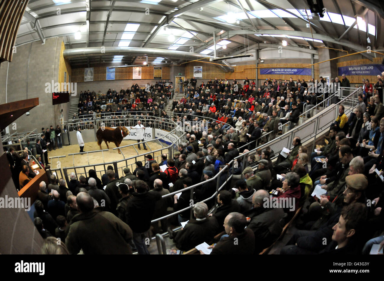 Les gens regardent les fermiers défilent leurs taureaux Limousin dans la salle des enchères à la vente de taureaux de Perth qui a eu lieu à United Auctions à Stirling. APPUYEZ SUR ASSOCIATION photo. Date de la photo: Mercredi 9 février 2011. La célèbre Perth Bull Sales, créée en 1865, attire des milliers de visiteurs du pays et de l'étranger et fait partie intégrante du calendrier agricole. Les principales races de pedigree sont Aberdeen Angus, Beef Shorthorn, Charolais, Simmental, Limousin, Bleu britannique, Blonde d'Aquitaine et Salers. Le crédit photo devrait se lire comme suit : Andrew Milligan/PA Wire Banque D'Images