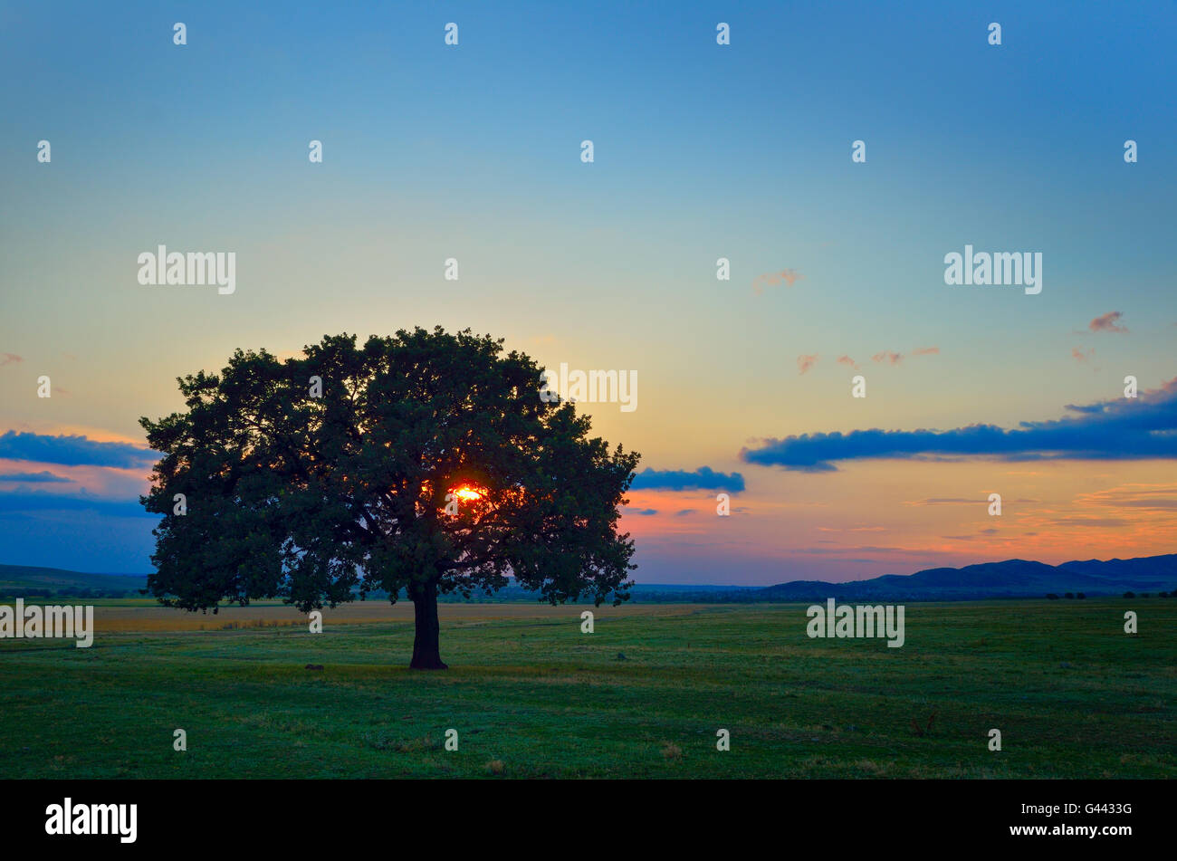 Arbre dans la lumière directe au coucher du soleil Banque D'Images