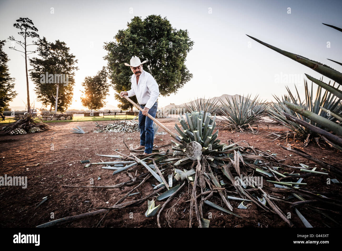 Agriculteur ou Jimador, Ismael, préparer pour la récolte, la Tequila agave bleu, Jalisco, Mexique Banque D'Images