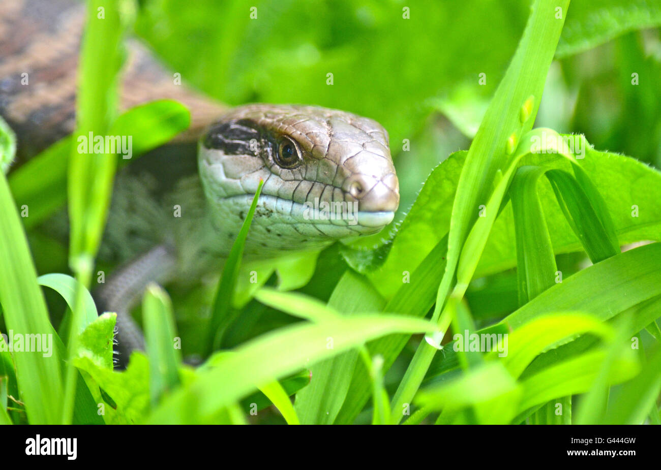 Australian Blue tongue Lizard ramper dans l'herbe. Jardins communs à des visiteurs et les arrière-cours de Sydney, Australie. Banque D'Images