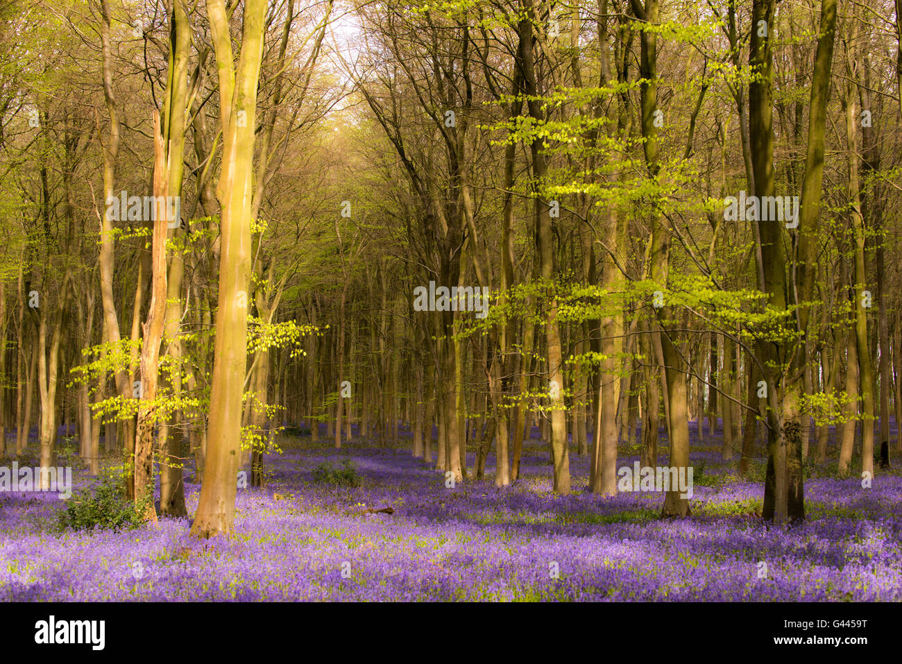 Un tapis de jacinthes des bois à Micheldever dans le Hampshire. Banque D'Images