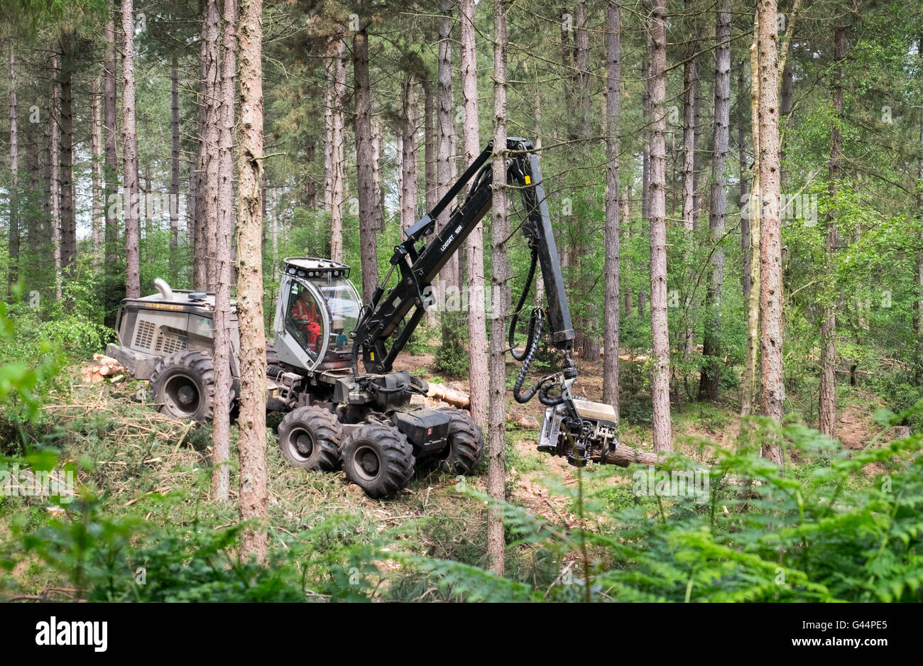 L'abattage des arbres dans la nouvelle forêt à l'aide d'une ensileuse machine Banque D'Images