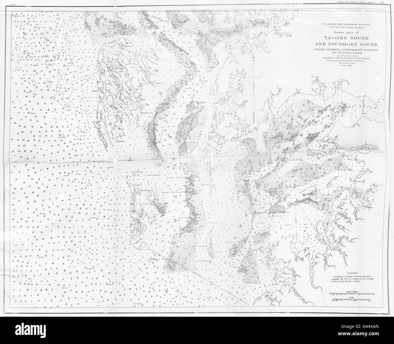 VIRGINIA MARYLAND : USCGS Tanger & Pocomoke sound graphique d'huîtres, 1881 map Banque D'Images