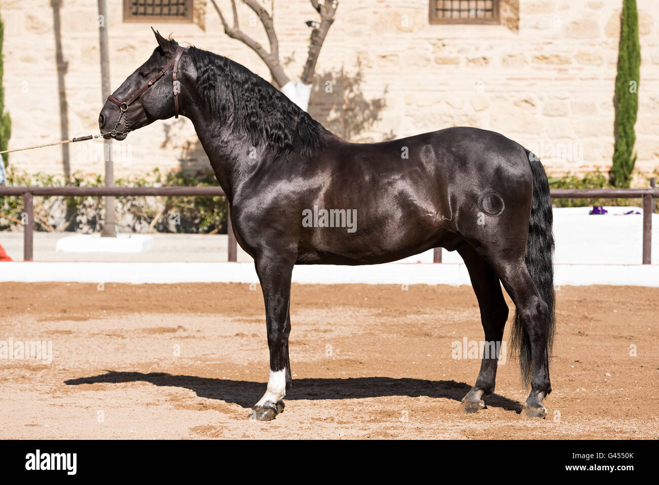 Photo conformation d'un cheval espagnol Banque D'Images