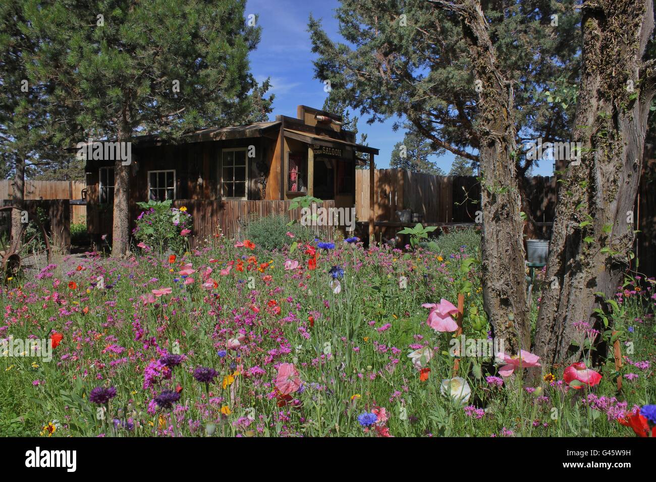 Wild Flower meadow de Bend, Oregon Banque D'Images