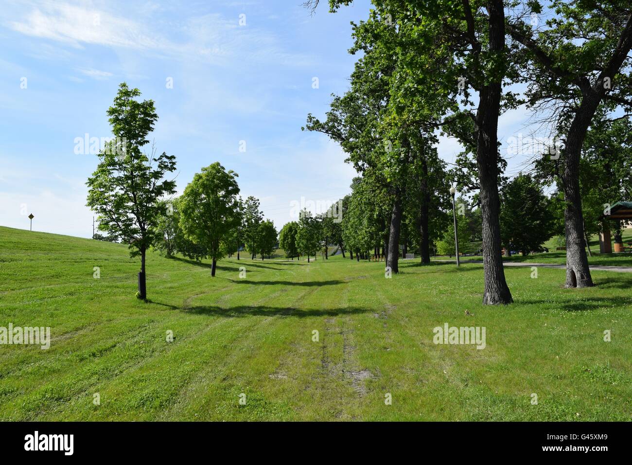 Les bleus et les arbres Banque D'Images