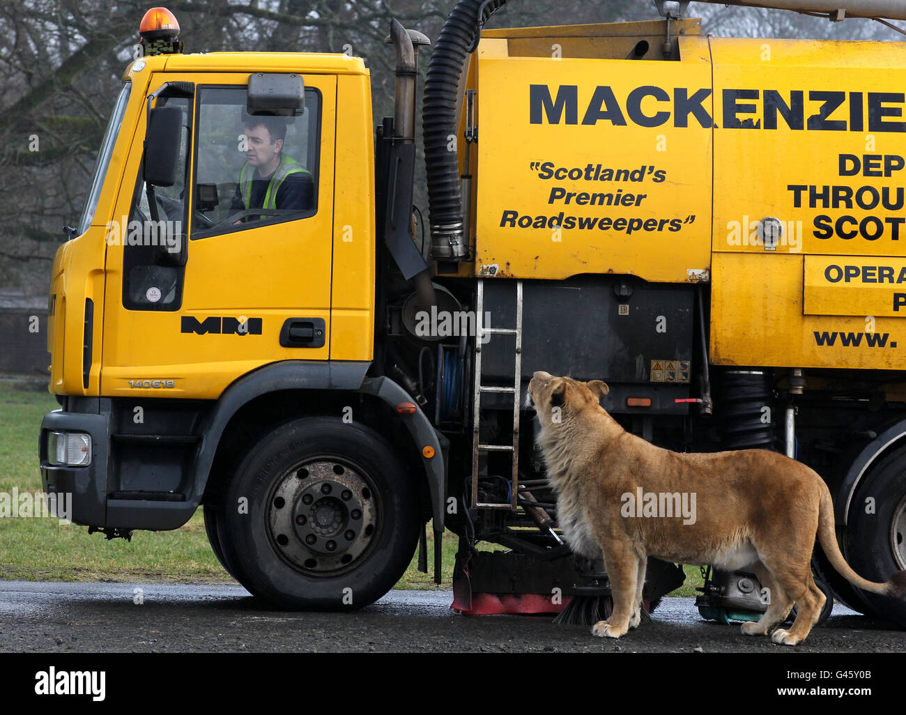 Le balayeur de la route John Hunter balaie la route à travers l'enclos du lion au parc safari Blair Drummond alors que les derniers préparatifs sont faits pour les enclos d'animaux avant l'ouverture du parc ce samedi pour la saison 2011. Banque D'Images