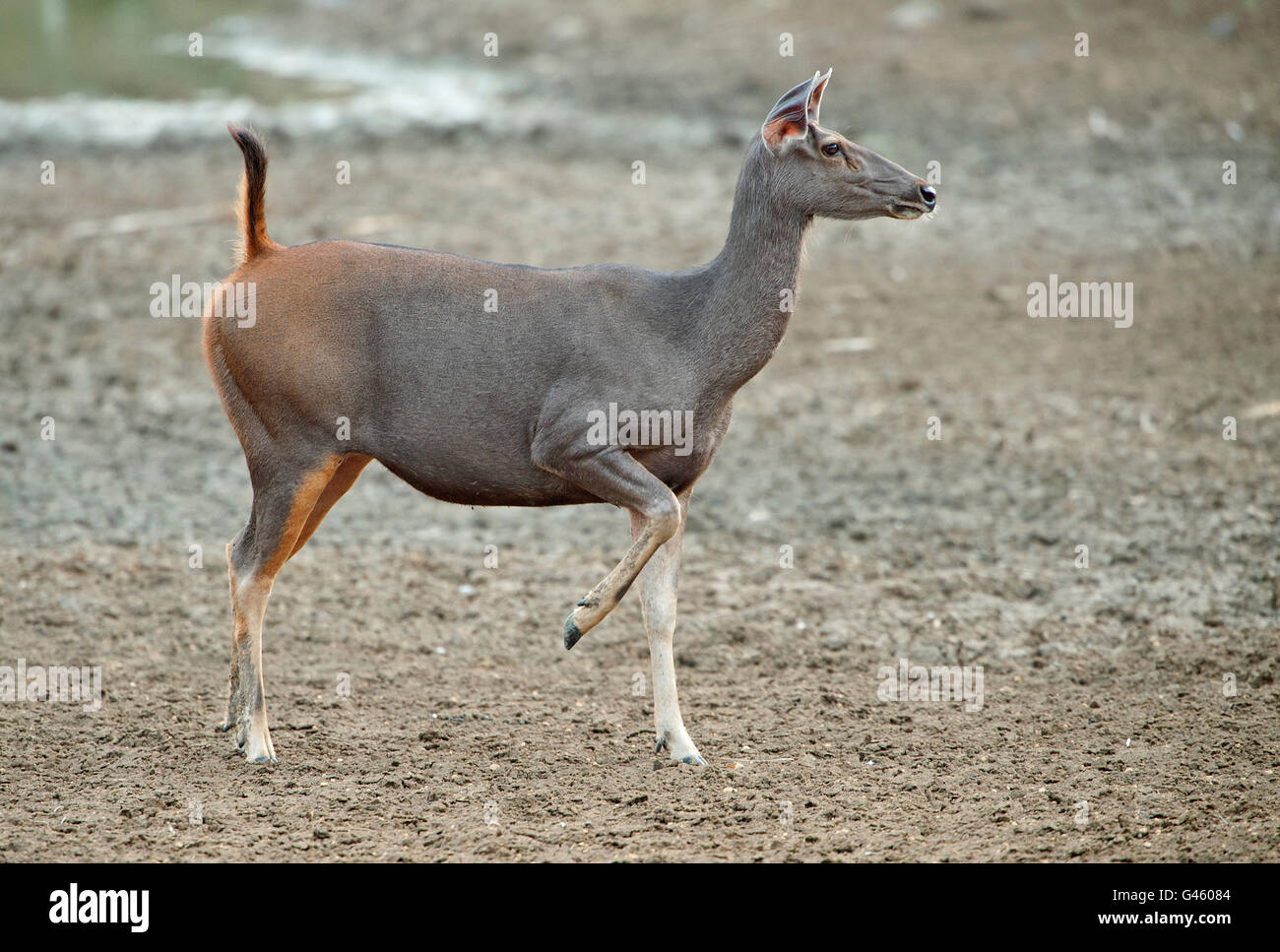 L'image du cerf sambar ( Rusa unicolor ) donnant l'alarme dans le parc national de Tadoba, Inde Banque D'Images