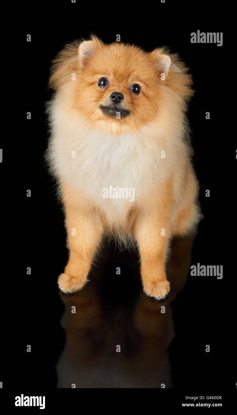 L'un rouge chien Pomeranian isolé sur fond noir Banque D'Images