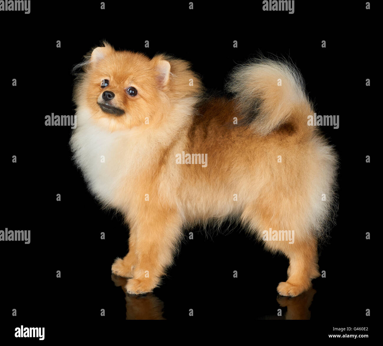 L'un rouge chien Pomeranian se dresse sur fond isolé noir Banque D'Images