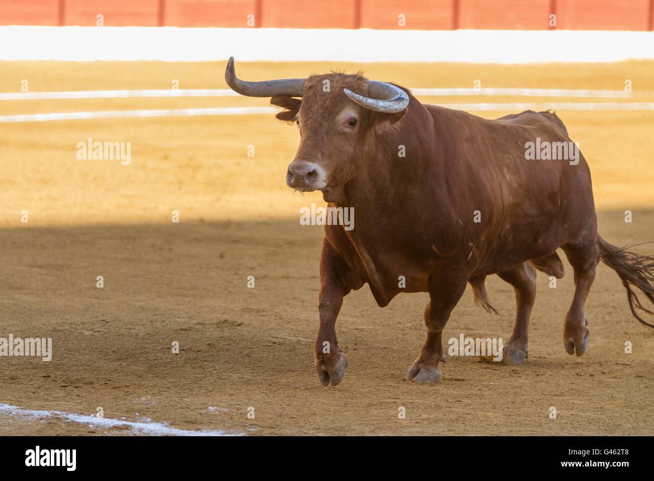 Andujar, ESPAGNE - 11 septembre 2010 : Bull environ 650 kg dans le sable, Andujar, Espagne Banque D'Images