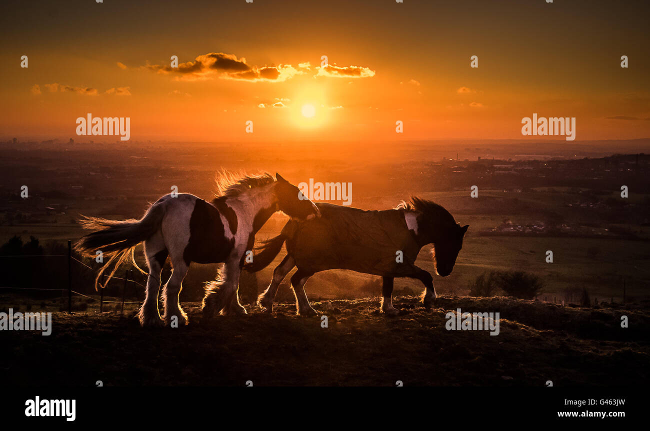 Rétro-éclairé par le soleil des chevaux, de hartshead Pike hill, Tameside, avec Manchester dans la distance. Banque D'Images