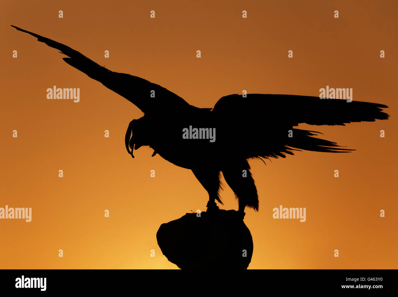 Silhouette de faucon de chasse au coucher du soleil Banque D'Images