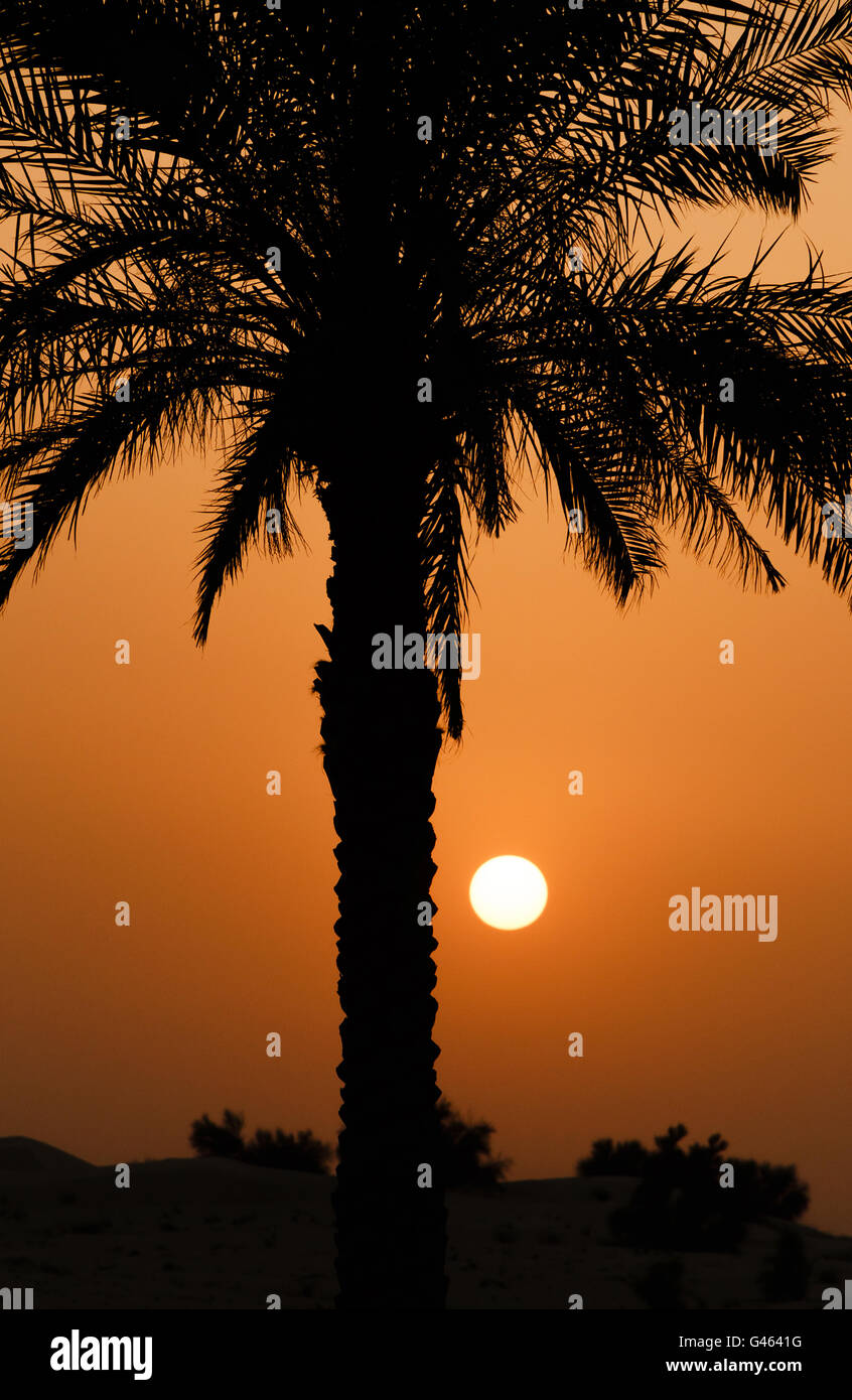 Silhouette of palm tree sur le coucher du soleil Banque D'Images