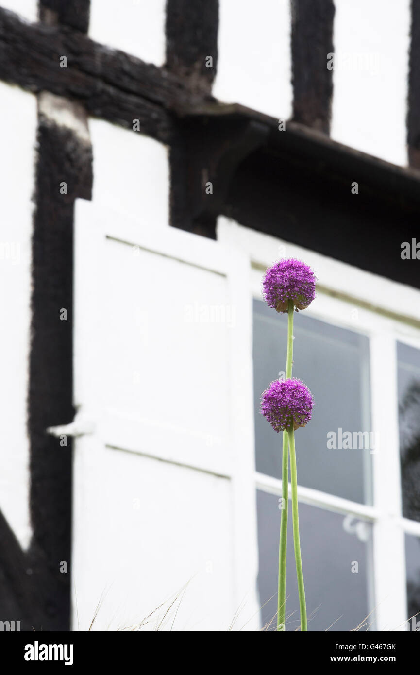 L'allium fleurs en face d'un cadre en bois noir et blanc cottage. En vertu de l'Ashton Hill, Wychavon, Worcestershire, Angleterre. Banque D'Images