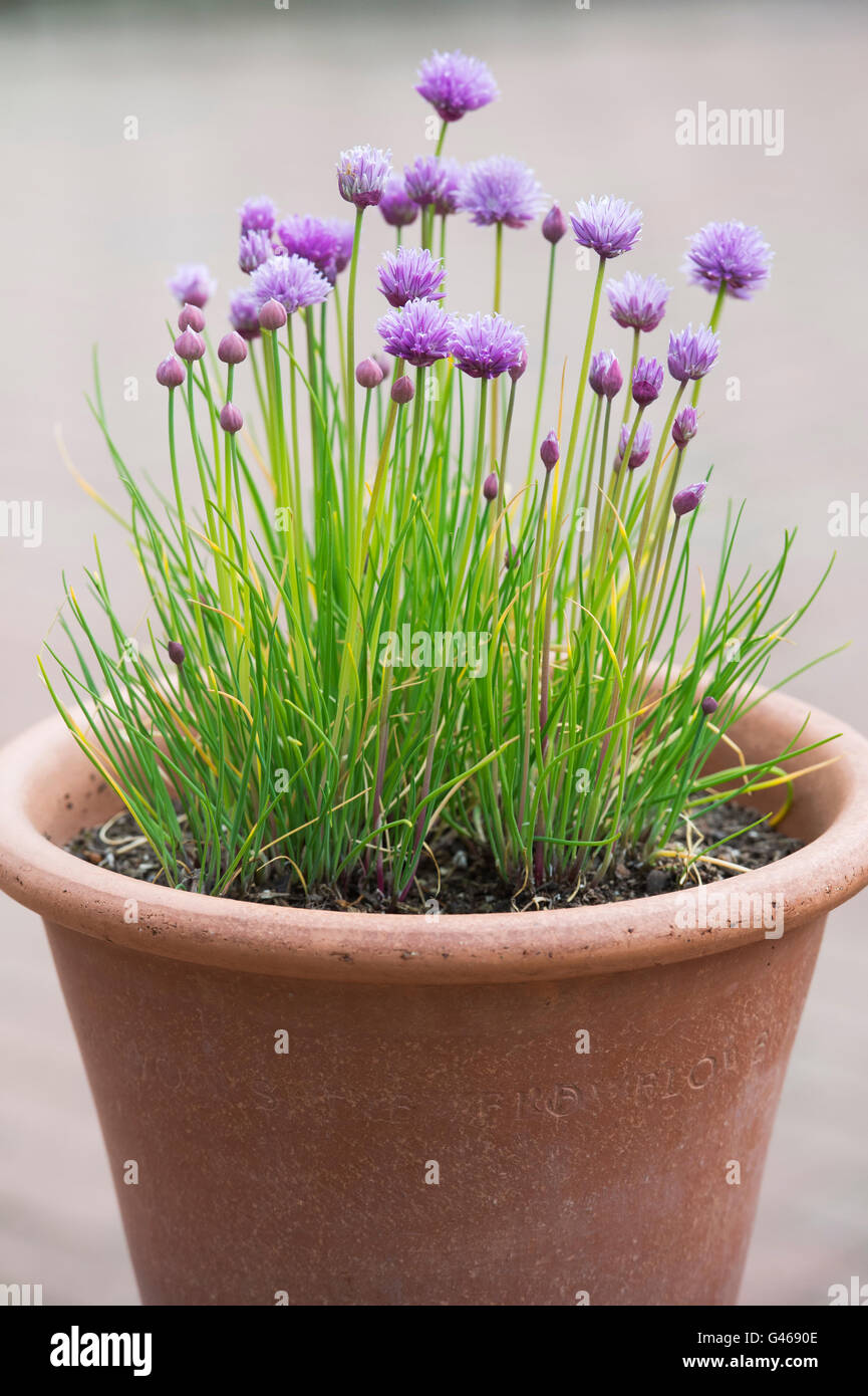 Allium schoenoprasum. Fleurs de ciboulette dans un pot en terre cuite Banque D'Images