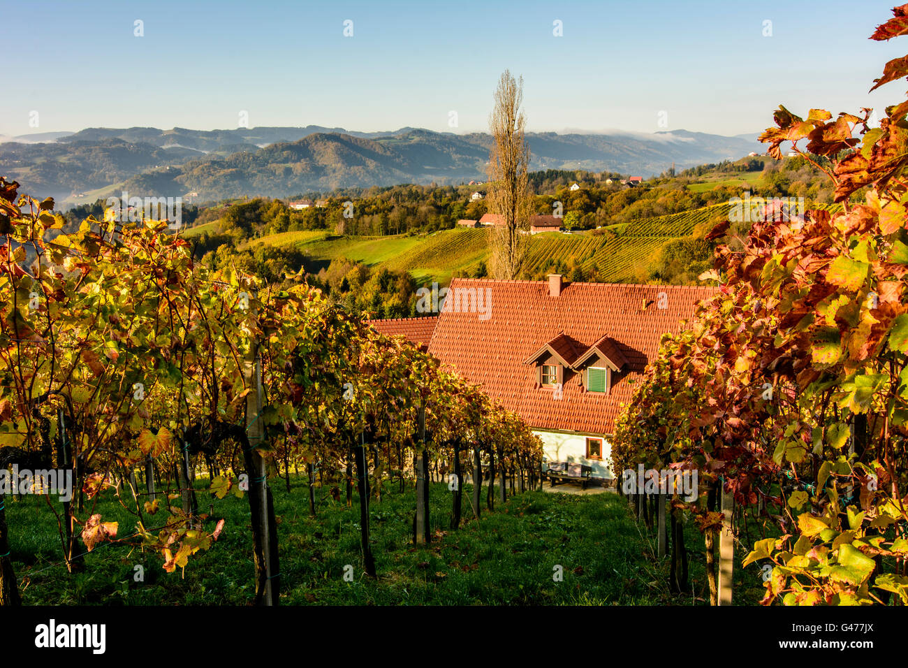 Vignobles et vins du sud de la Styrie - House Road, l'Autriche, Styrie, Carinthie, Südwest-Steiermark, Gamlitz Banque D'Images