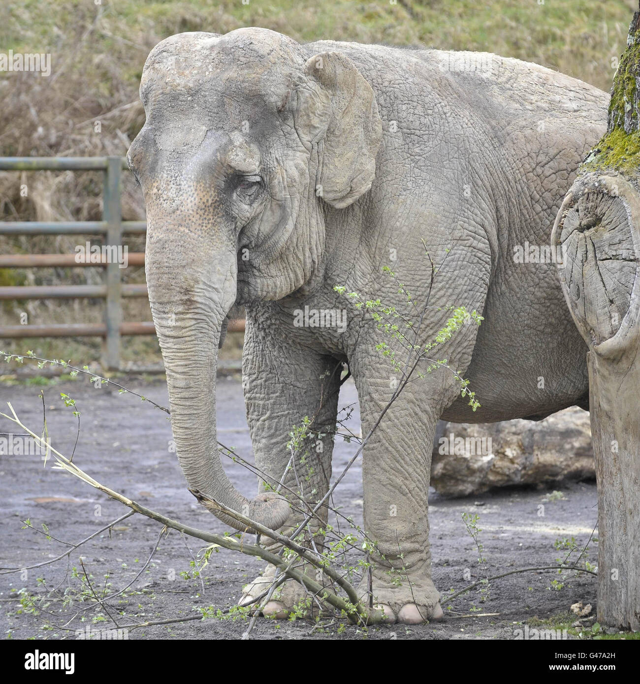 Anne l'éléphant secouru dans son enceinte au parc safari de Longleat. Banque D'Images