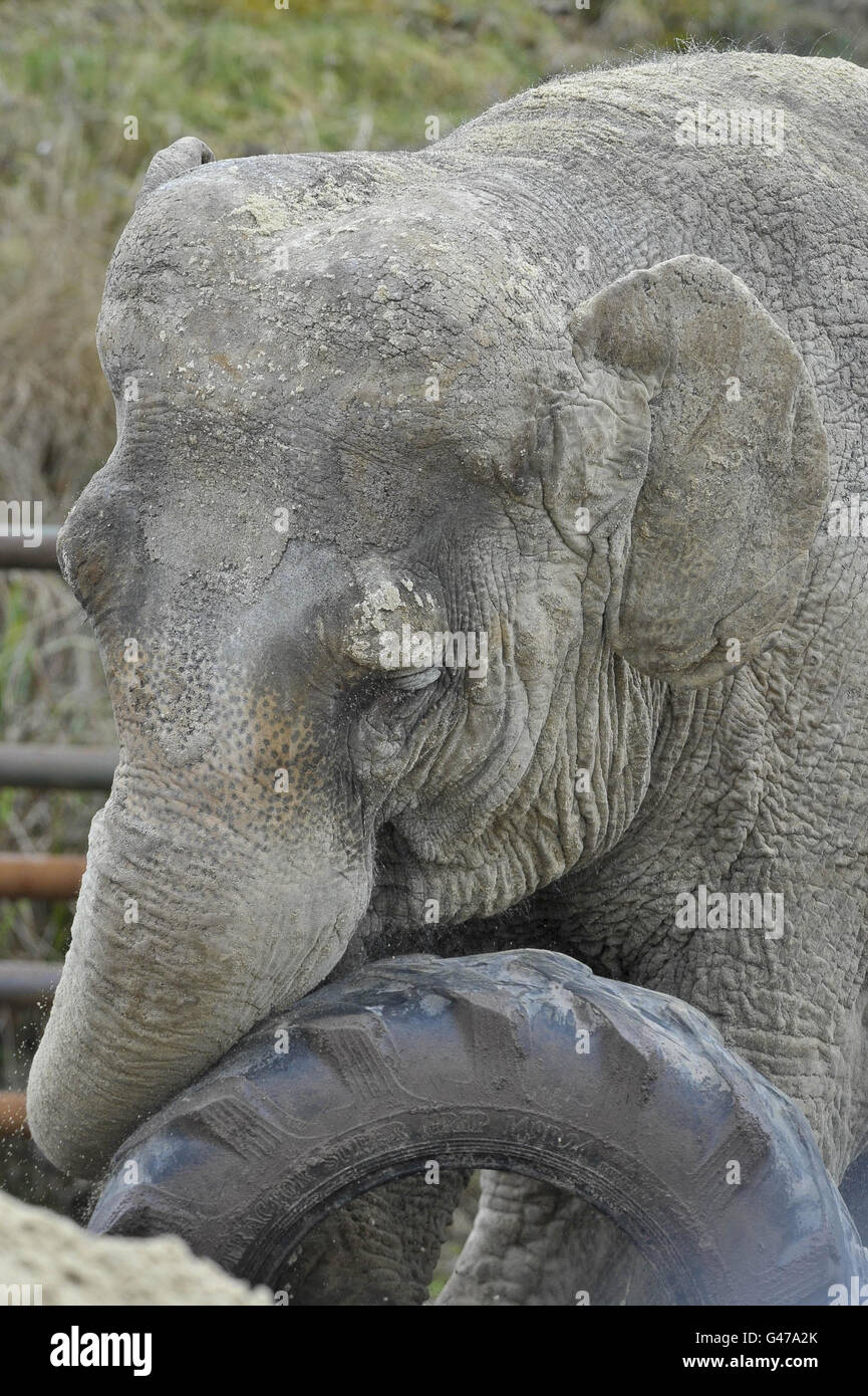 Anne l'éléphant secouru joue avec un pneu de tracteur dans son enceinte au parc safari de Longleat. Banque D'Images