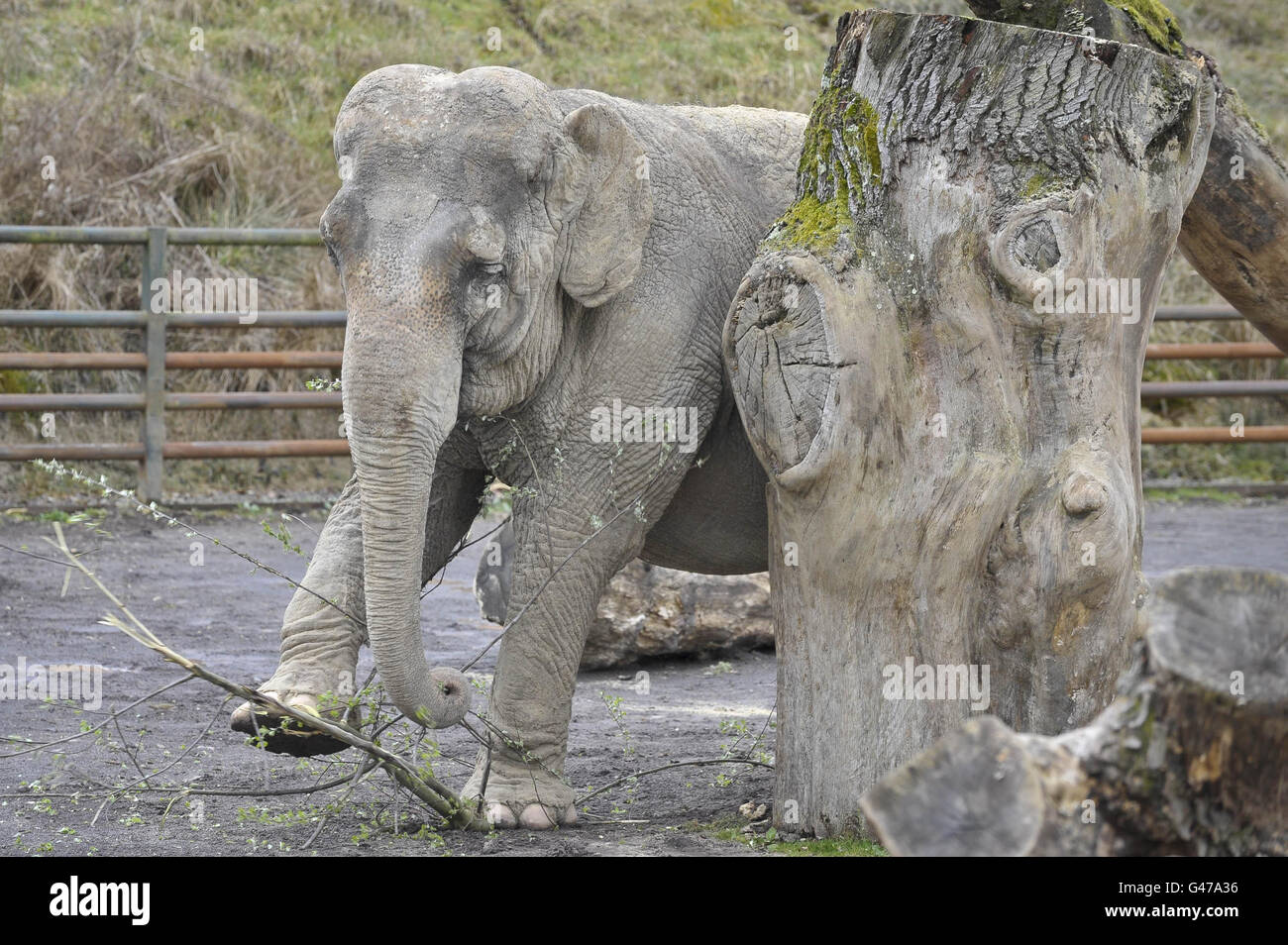 Anne l'éléphant secouru aime manger des branches dans son enceinte au Longleat Safari Park. Banque D'Images