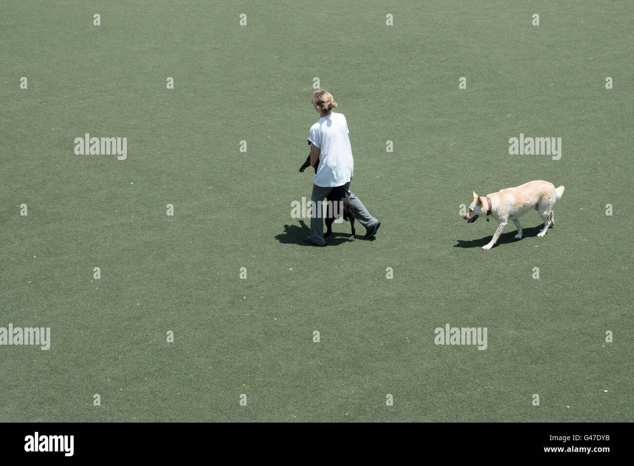 La formation d'une femme ses deux chiens, Columbus square dog Park, Philadelphie, Pennsylvanie, USA, Philadelphia, Pennsylvania, USA Banque D'Images