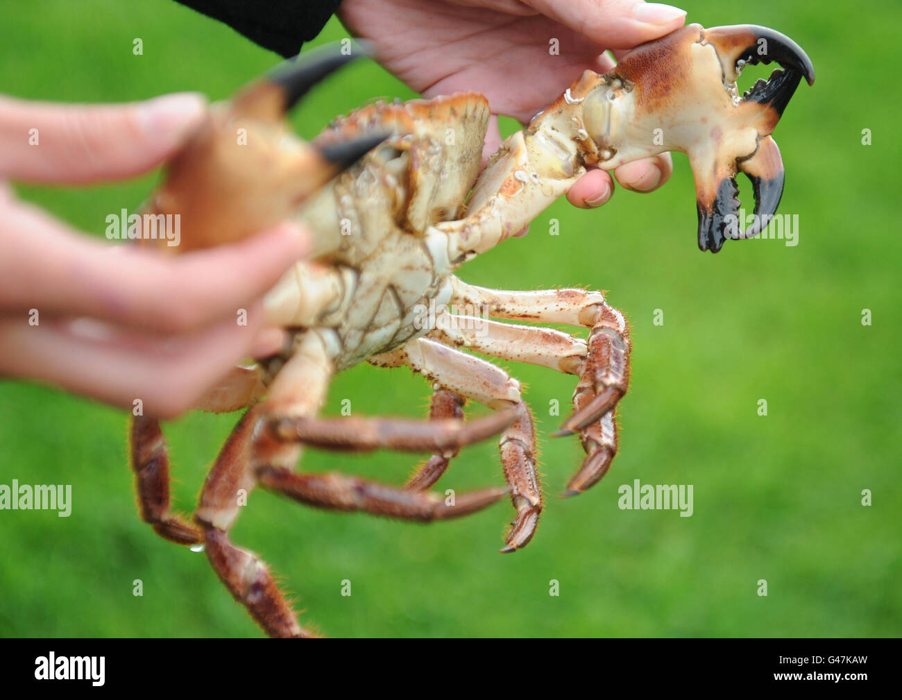 'Claude' le crabe à trois mâchoires mutant a été donné à l'aquarium Blue Reef de Tynemouth après avoir été transporté dans les pots d'un pêcheur local. Banque D'Images