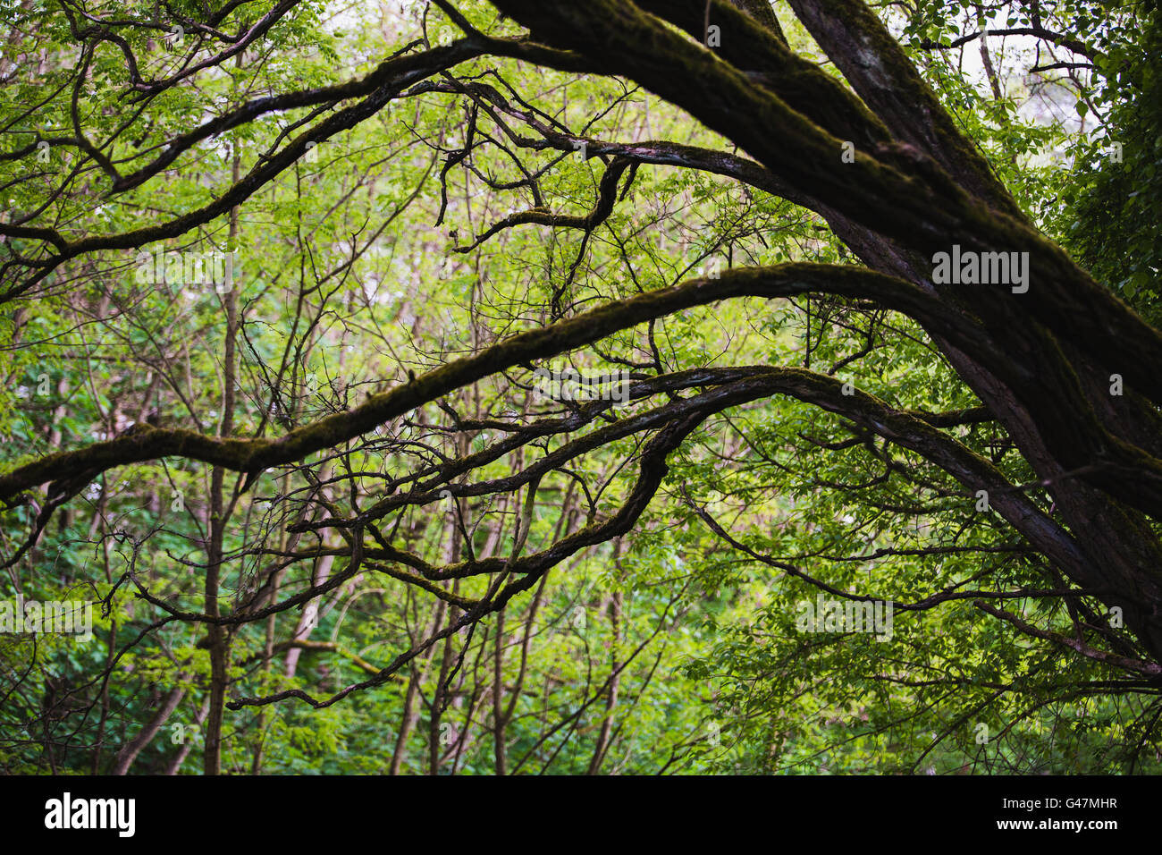 La croissance incontrôlée des arbres forestiers Banque D'Images