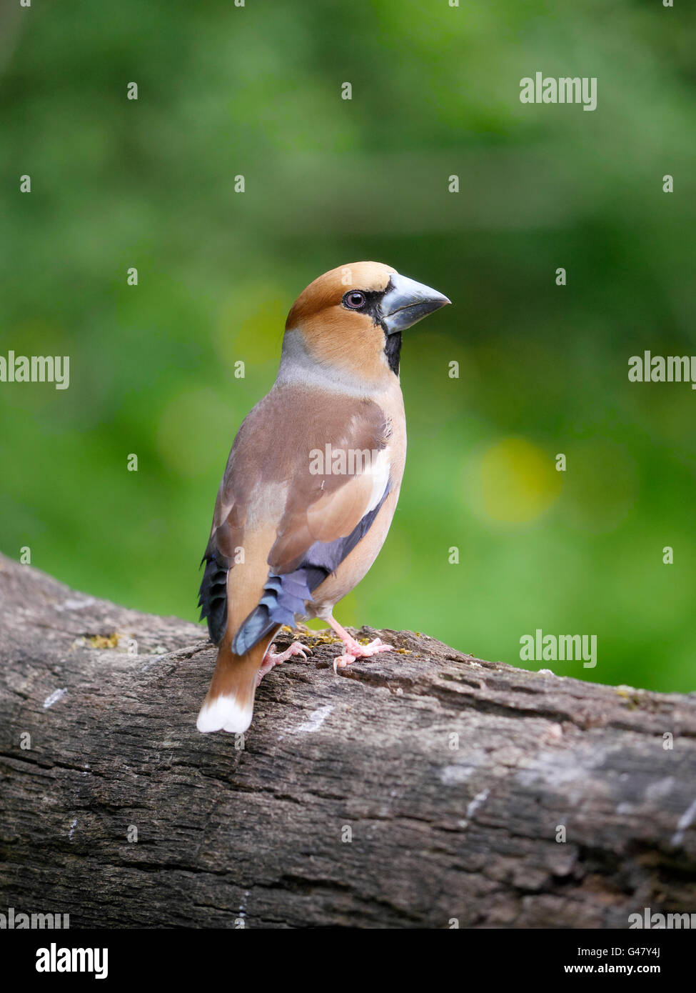 Coccothraustes coccothraustes Hawfinch, oiseau unique, par l'eau, de la Hongrie, Mai 2016 Banque D'Images