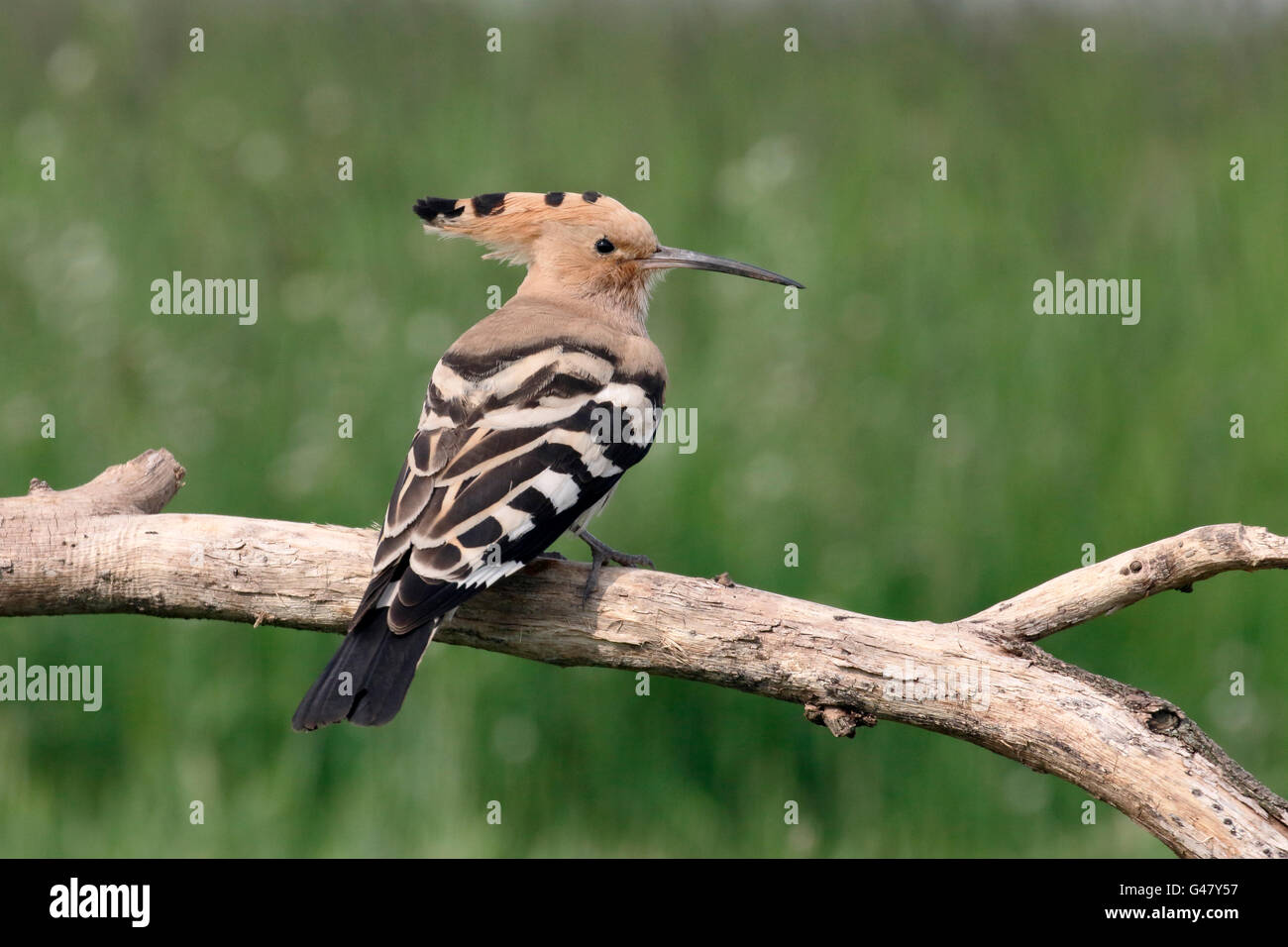 Huppe fasciée, Upupa epops, seul oiseau sur branche, Hongrie, Mai 2016 Banque D'Images
