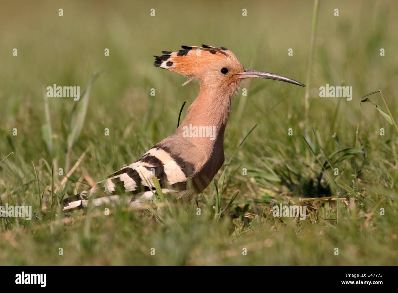 Huppe fasciée, Upupa epops, seul oiseau sur l'herbe, Hongrie, Mai 2016 Banque D'Images