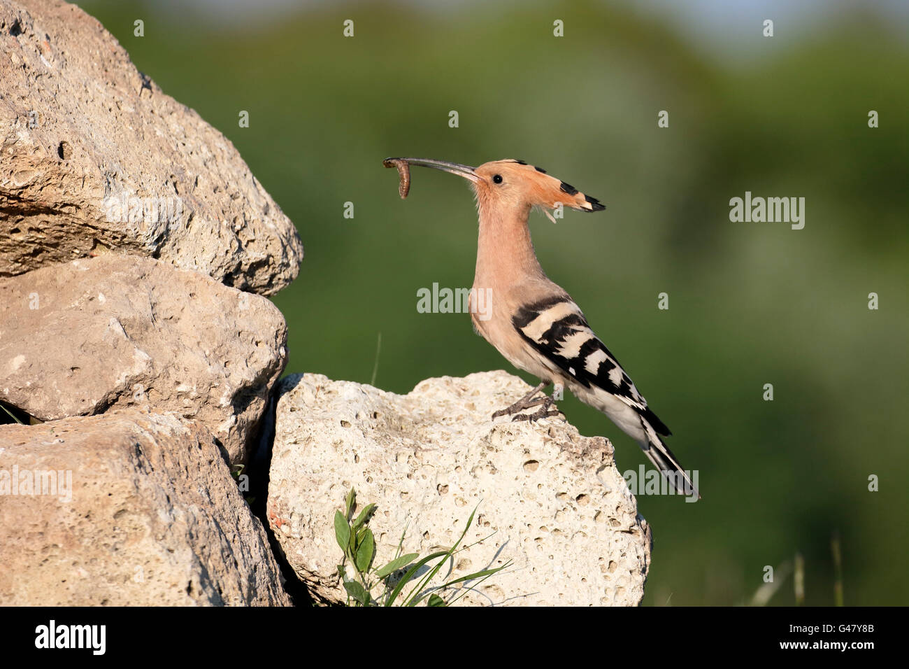 Huppe fasciée, Upupa epops, seul oiseau par nichent dans les roches, Hongrie, Mai 2016 Banque D'Images