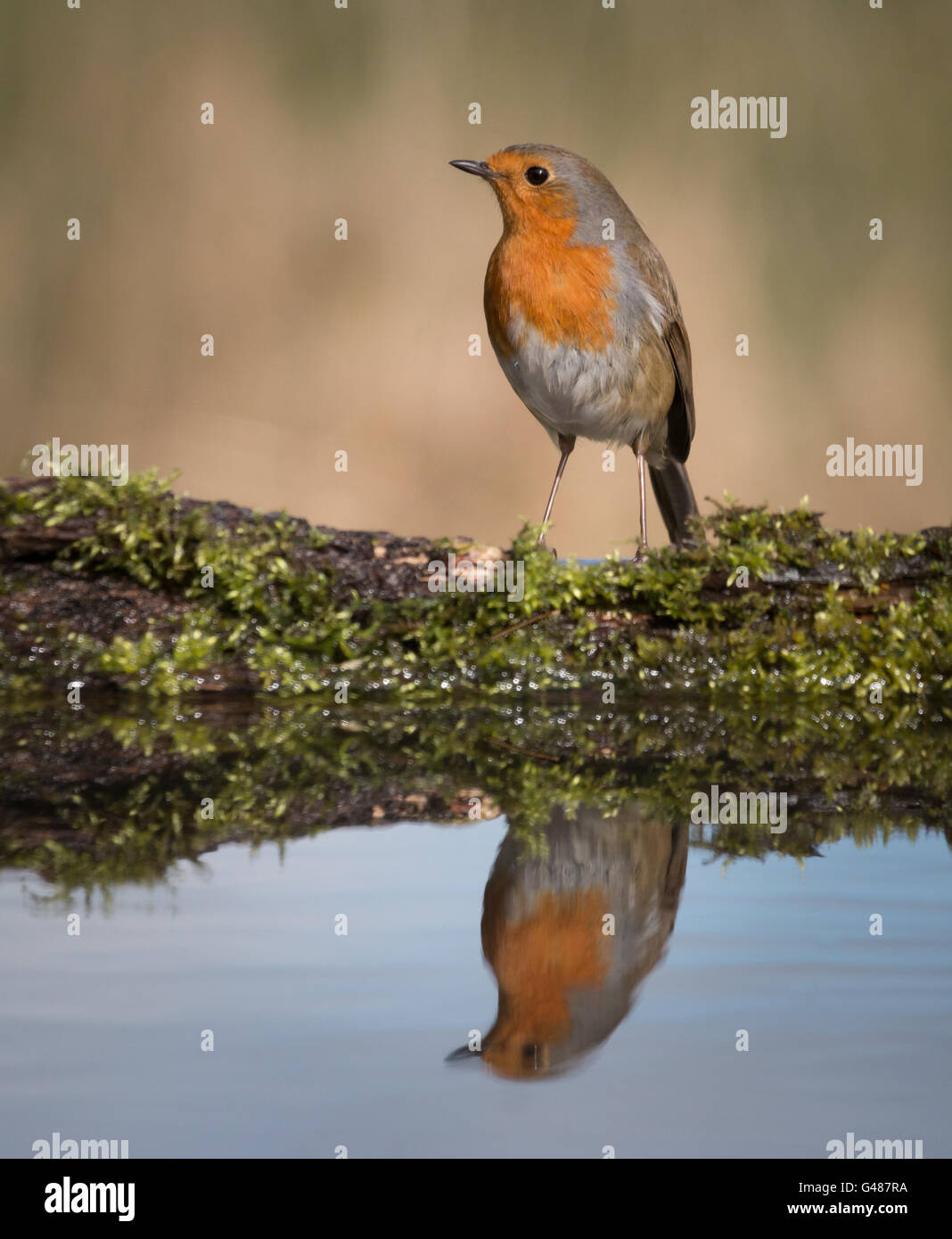 Robin à la réflexion intérieure Banque D'Images