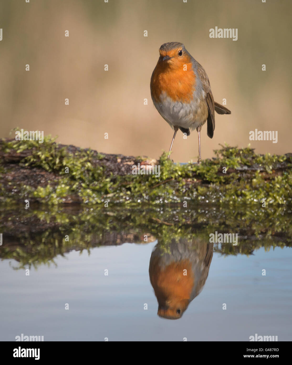 Robin Banque D'Images