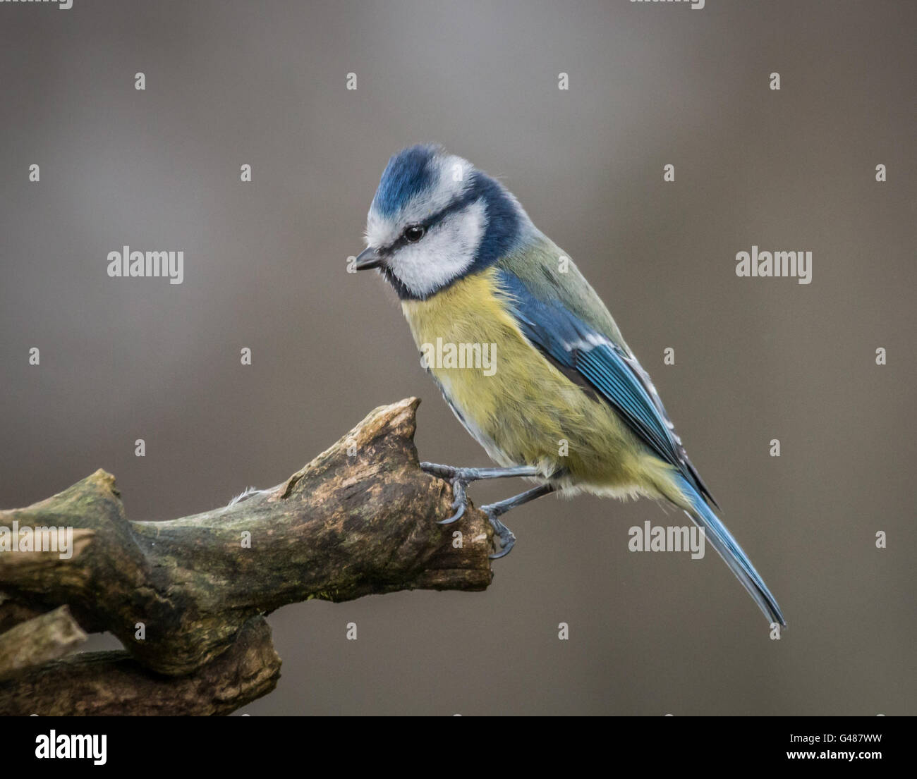 Blue Tit sur la perche Banque D'Images