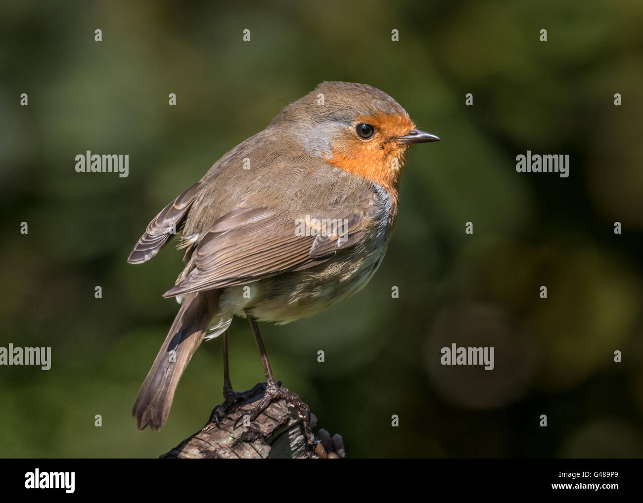Robin Banque D'Images