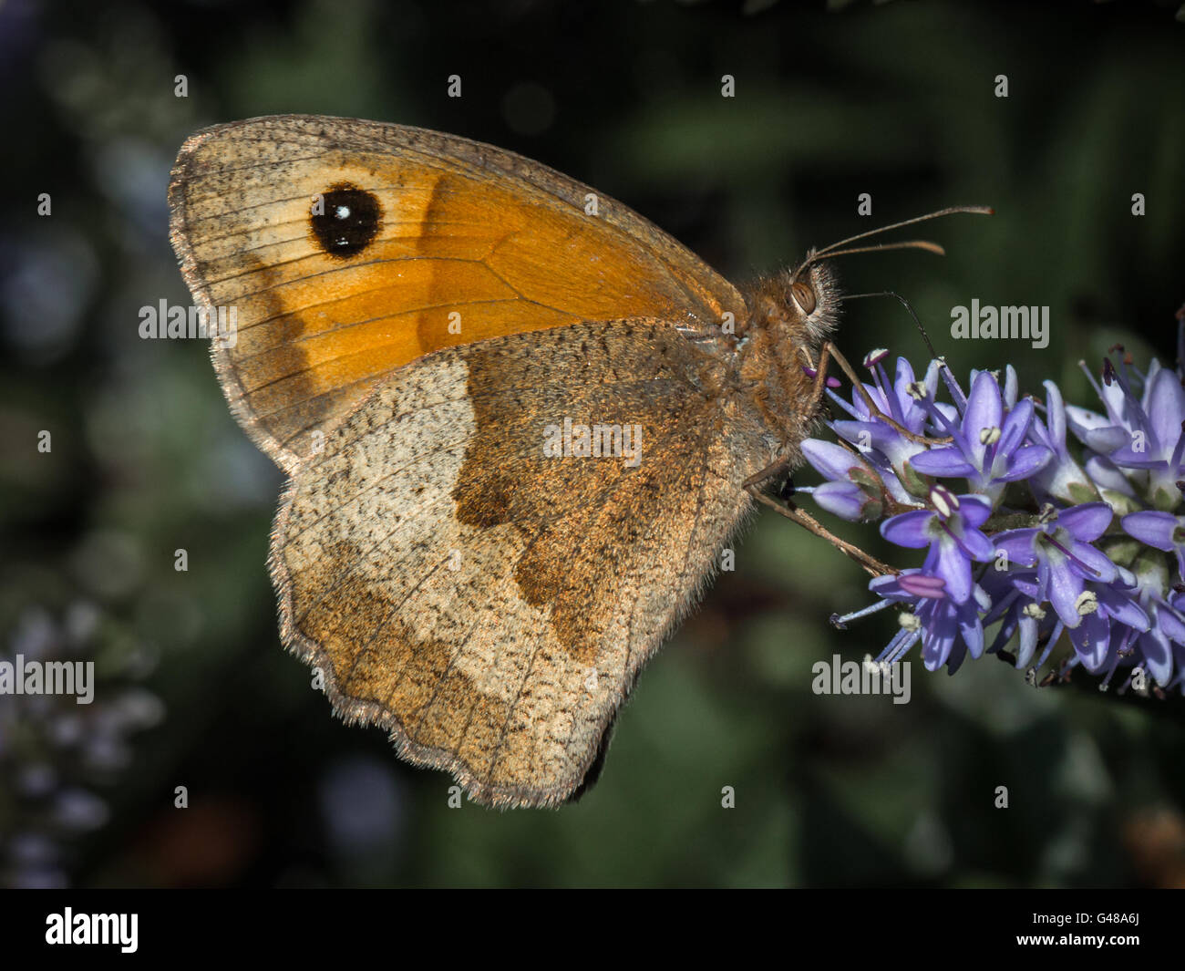 Meadow brown butterfly Banque D'Images