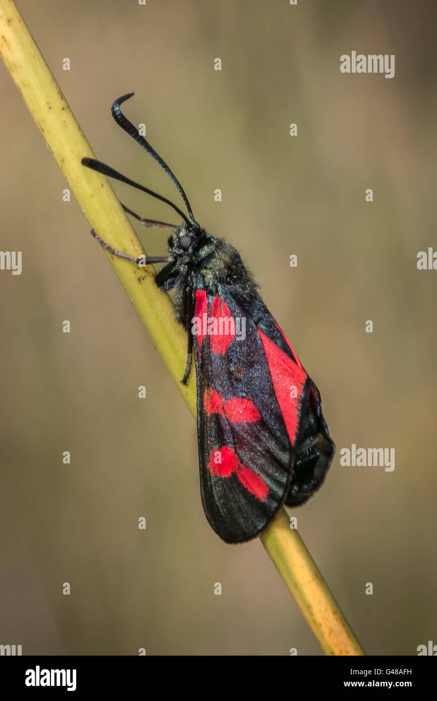Spot 5 Burnett papillon sur tige d'herbe Banque D'Images