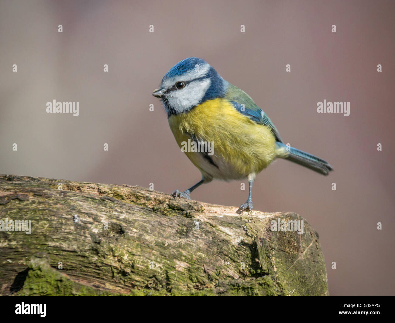 Mésange bleue sur Journal Banque D'Images