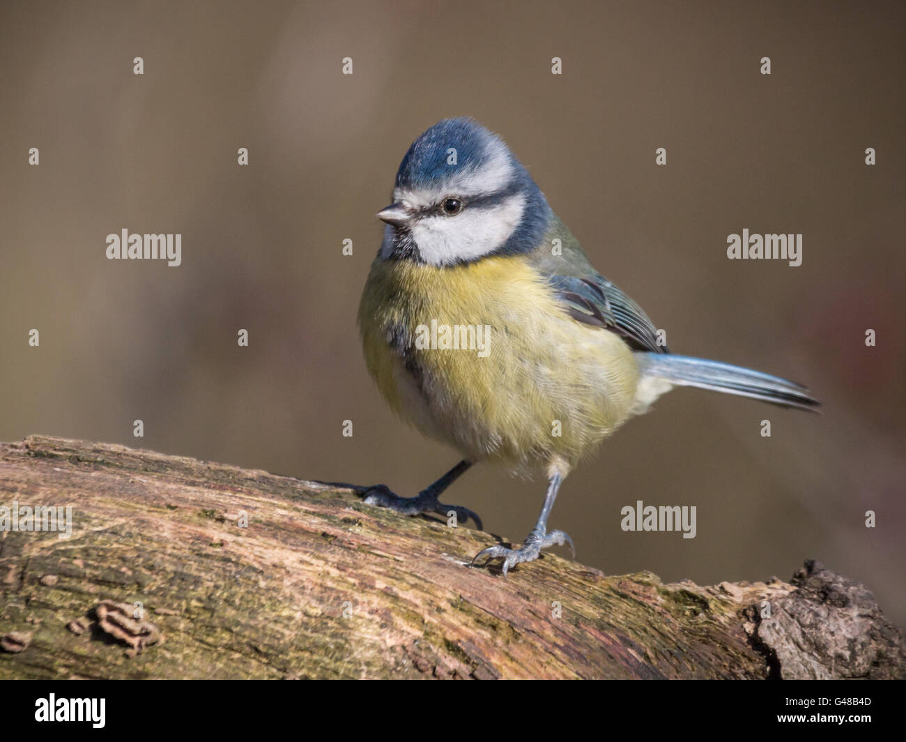 Mésange bleue sur Journal Banque D'Images