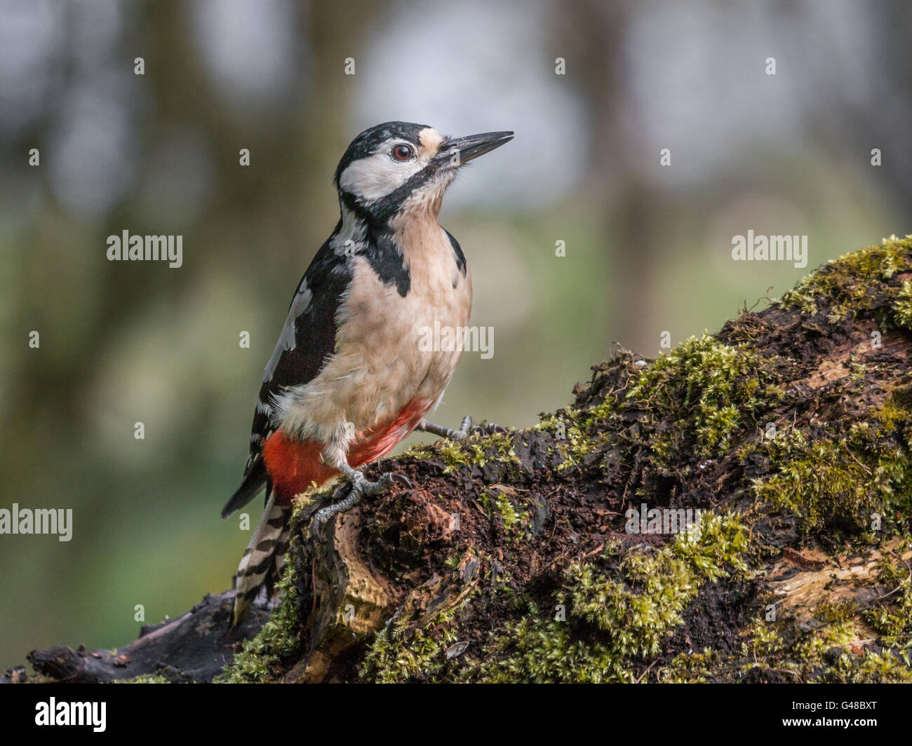 Great Spotted Woodpecker Banque D'Images