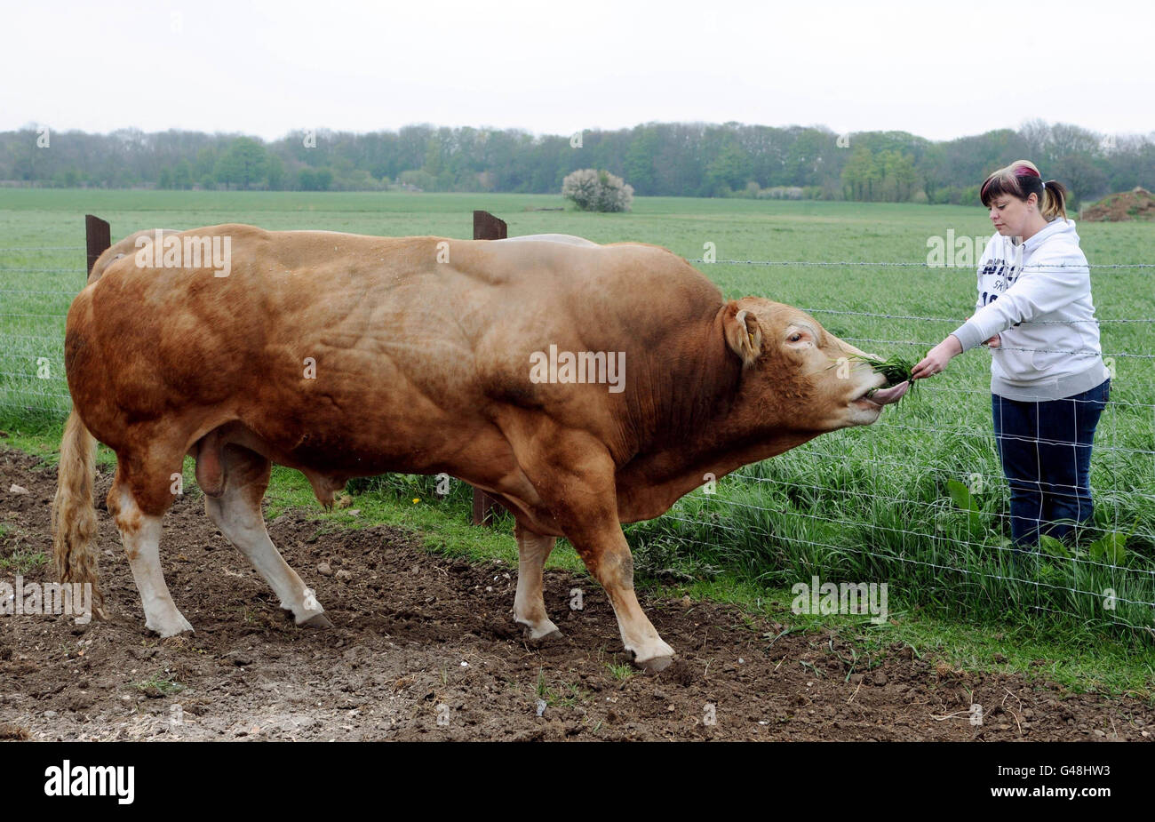 Cas d'abattage de Bull Banque D'Images