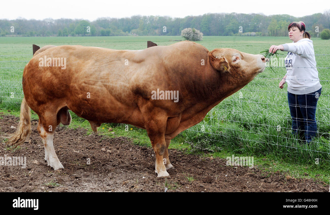 Kate McNeil avec son taureau britannique blond primé, Hallmark Boxter, connu sous le nom de Boxy, à la ferme familiale près de Doncaster, dans le Yorkshire du Sud. Le taureau a reçu aujourd'hui un sursis d'une peine de mort par un juge de la haute Cour. Le pedigree « aimé par le cœur » avait été détruit après avoir été testé positif pour la tuberculose bovine. Banque D'Images