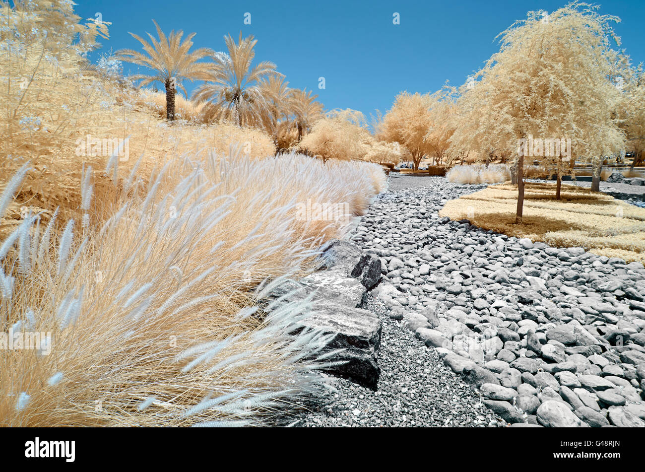 L'image infrarouge d'arbres et arbustes. Tourné avec un capteur infrarouge de modification, et avec le rouge et le bleu échangé ce j'ir Banque D'Images