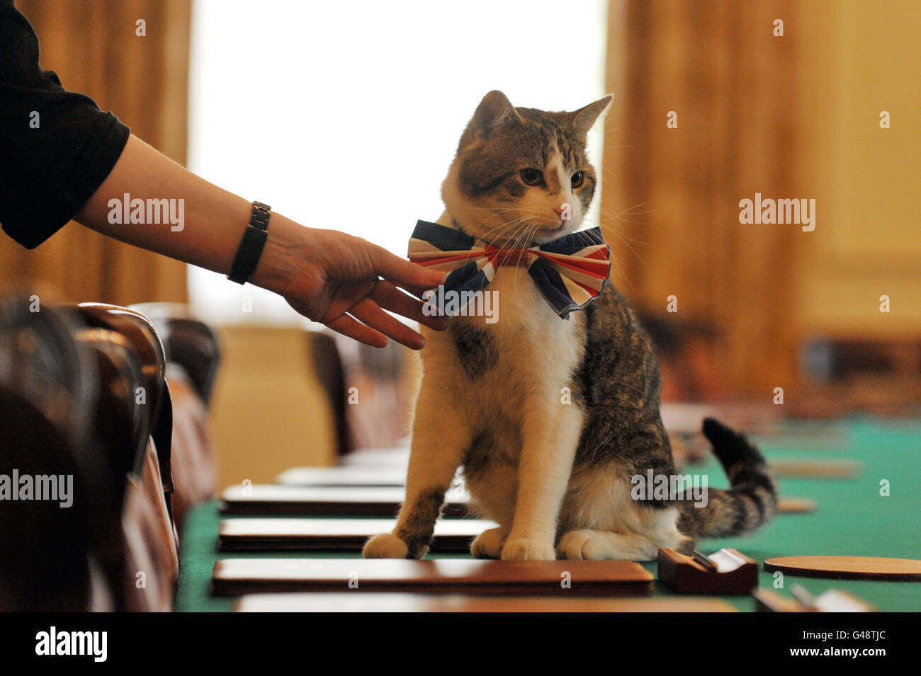 Larry, le chat de Downing Street 10, est assis sur la table du cabinet portant un noeud papillon British Union Jack devant la fête de la rue Downing Street. Banque D'Images