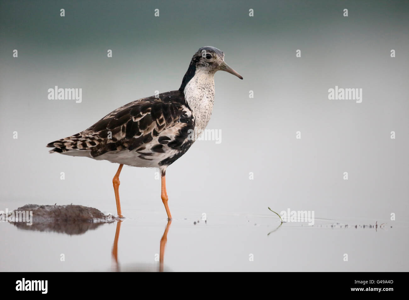 Ruff, Philomachus pugnax, seul mâle dans l'eau, de la Hongrie, Mai 2016 Banque D'Images