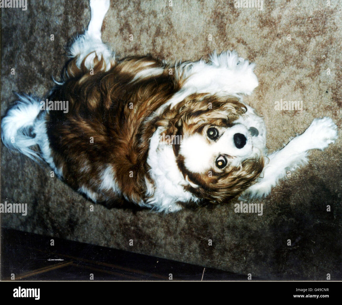 Il n'y a pas de dossier de Cherry, la cavalier King Charles Spaniel, âgée de 14 ans, lorsqu'elle a fait une petite câliner 20,8 kg, avant de perdre la moitié de son poids pour être nommée Hill's PET Slimmer of the Year à Londres aujourd'hui (mardi). Photo de John Stillwell. Banque D'Images