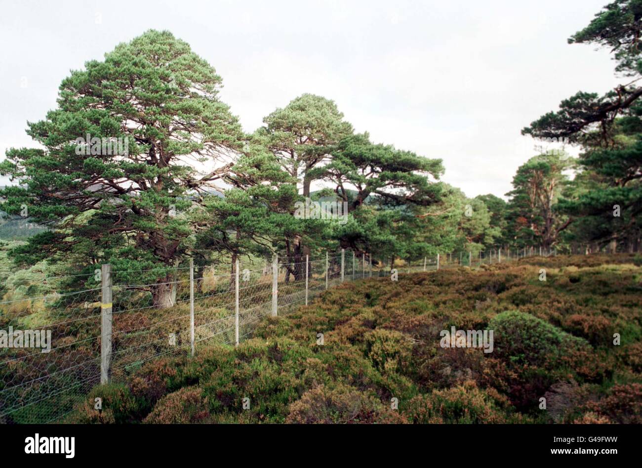 Une région de la forêt de Ballochbuie sur le domaine Balmoral de la Reine que sa Majesté veut transformer d'un Glen sombre en un magnifique paysage boisé. Photo de Chris Bacon/PA. Voir PA Story ENVIRONMENT Balmoral Banque D'Images