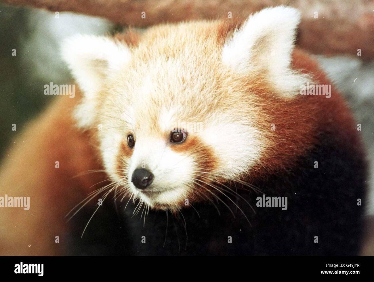 Un des deux petits panda rouges au zoo d'Édimbourg. Avec la destruction généralisée de leur habitat forestier naturel dans le nord du Népal, de l'Inde et du Chin, ils rejoignent le nombre croissant d'animaux rares dans le monde. Regardez l'histoire des PA. Photo de Chris Bacon/PA Banque D'Images