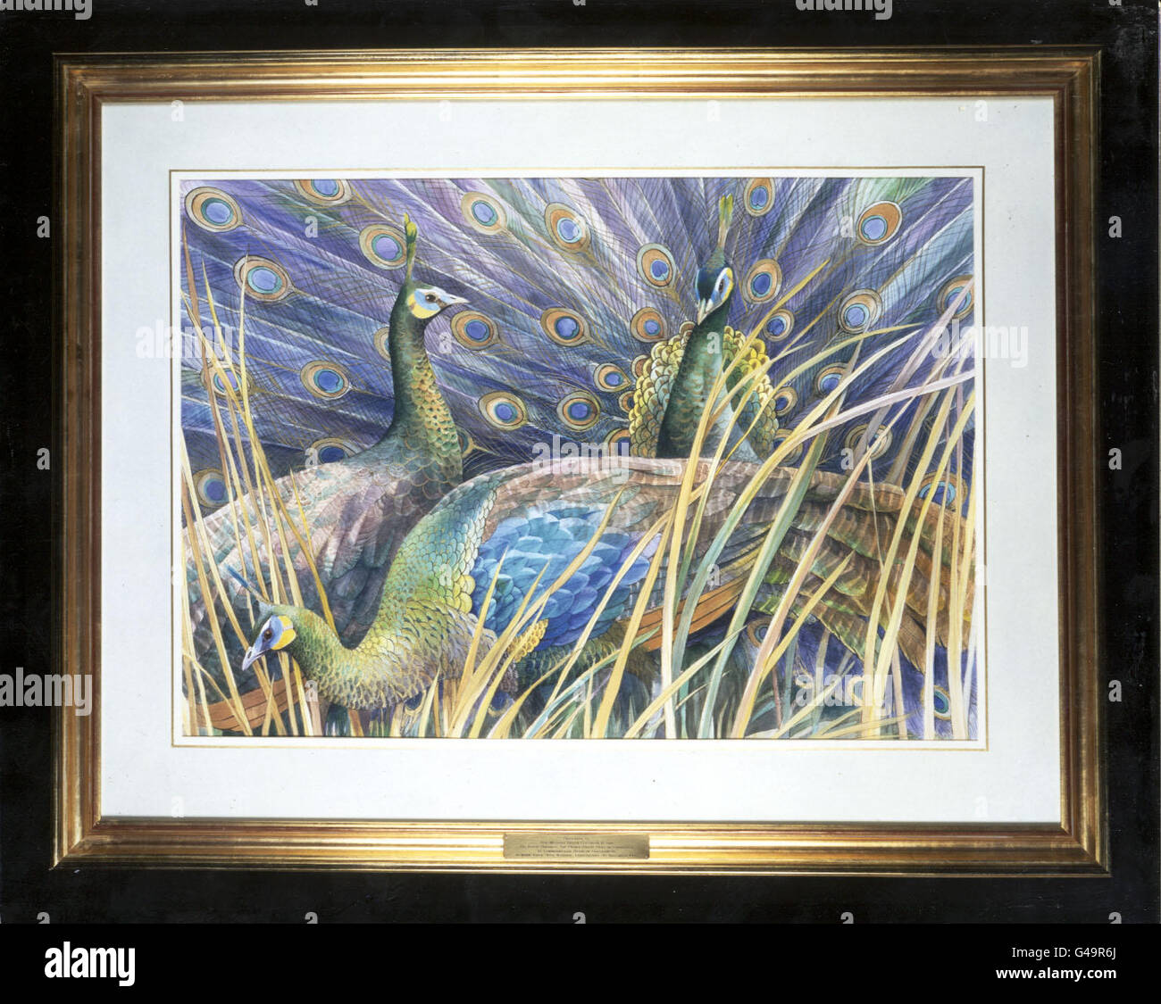 Paons verts (PavoMuticus). L'une des deux peintures d'espèces d'oiseaux menacées présentées par l'artiste britannique Emma Foulls à la Reine et au duc d'Édimbourg par les dirigeants du Commonwealth réunis à Édimbourg ce soir. Banque D'Images